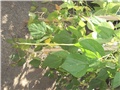 mahune